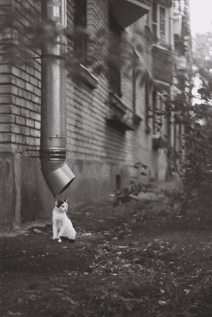 Foto perro sentado en el parque