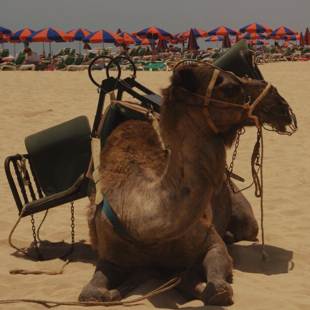 Foto perro sentado en la playa