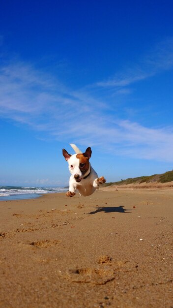 Foto perro sentado en la playa