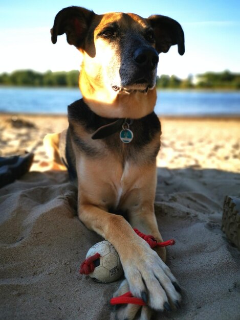 Foto perro sentado en la playa