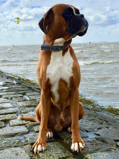 Foto perro sentado en la playa