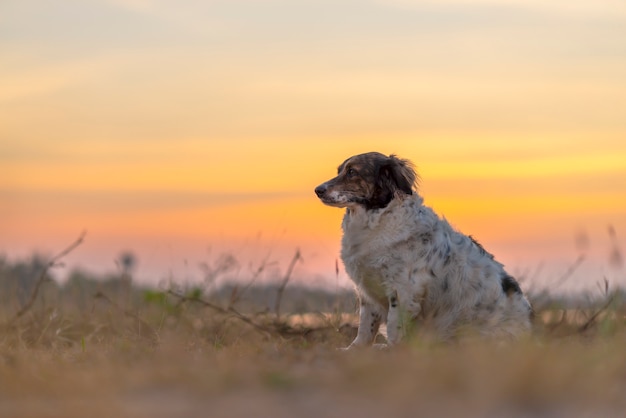 Foto el perro sentado en la pradera en el fondo del atardecer hermoso.