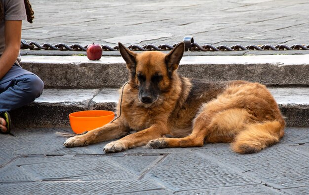 Perro sentado en el sendero