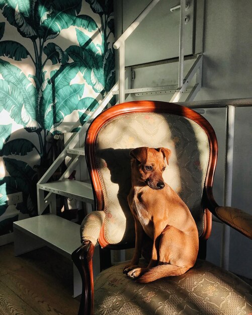 Foto perro sentado en una silla en casa