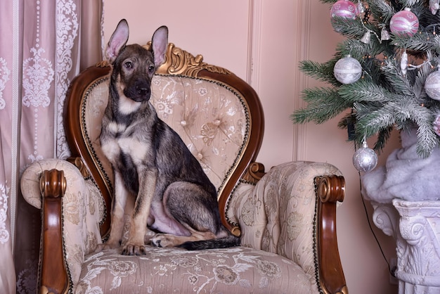 Foto perro sentado en una silla en casa