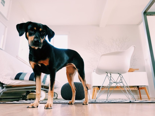 Foto perro sentado en una silla