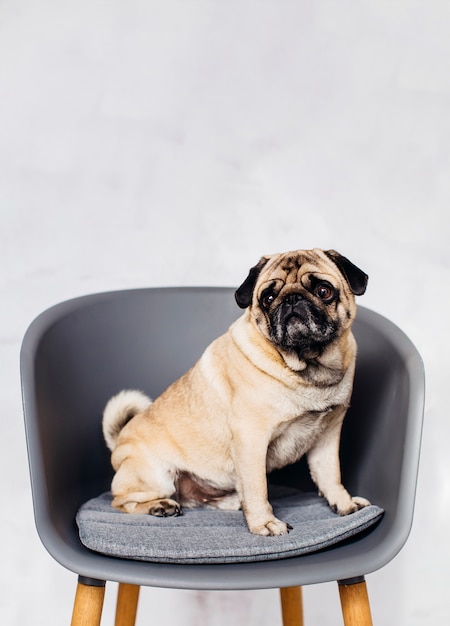 Foto perro sentado en silla
