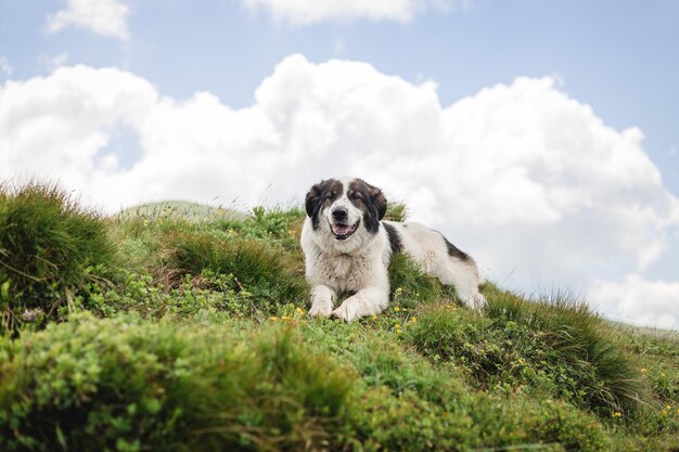 Perro sentado sobre hierba verde contra el fondo del cielo azul claro. Viajar con una mascota. Border Collie en una montaña.