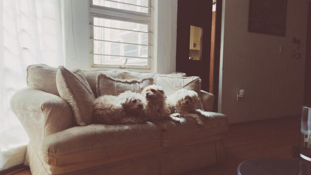 Foto perro sentado en el sofá en casa