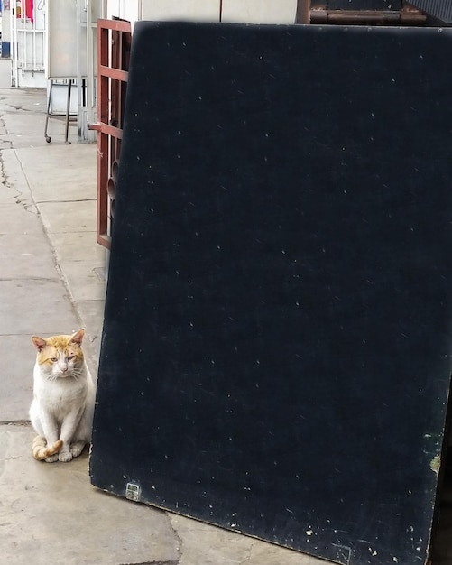 Foto perro sentado en el suelo contra la pared