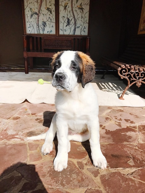 Foto perro sentado en el suelo