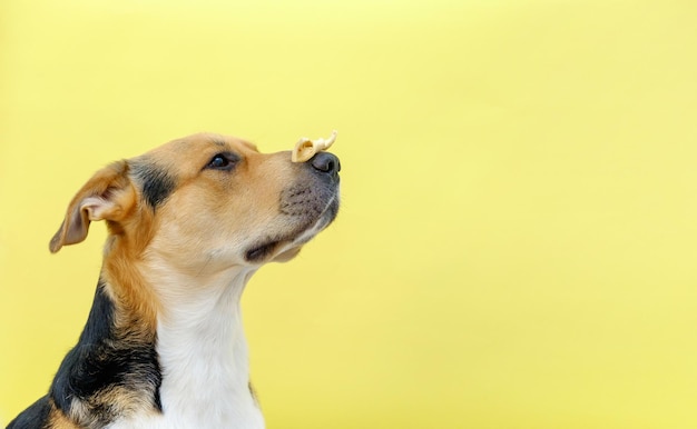 Un perro sentado con un tratamiento en la nariz sobre el fondo amarillo Entrenando a un perro