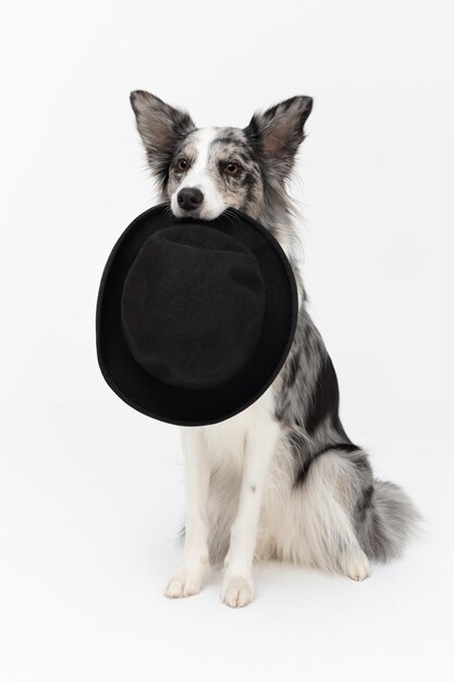 Foto un perro servicial está sentado en su culo con un sombrero negro entre los dientes perro border collie en tonos de blanco y negro y pelo largo y fino un excelente perro de pastoreo