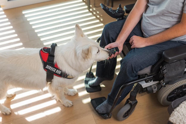 Perro de servicio entrenado respondiendo a una orden de su dueño hombre en silla de ruedas recogiendo caído