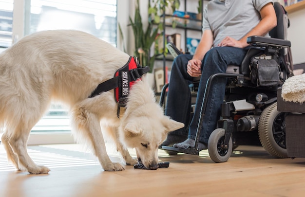 Perro de servicio respondiendo a una orden recogiendo un control remoto caído