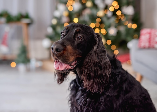 Perro setter escocés con árbol de navidad iluminado