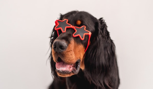 Perro setter escocés con gafas de sol