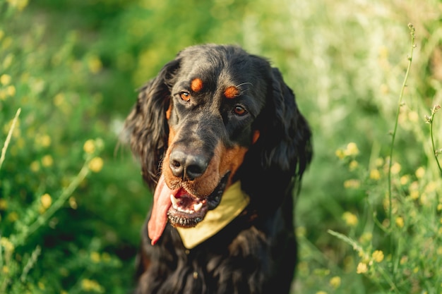 Perro setter escocés sobre hierba verde