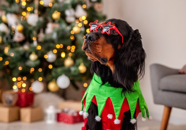 Perro setter escocés en traje de elfo con borde de cuernos descansando en el piso cerca del árbol de navidad decorado en casa