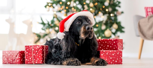 Perro setter de Gordon con sombrero de Papá Noel en Navidad con regalos en casa retrato de vacaciones Perrito mascota de pura raza acostado en el suelo con regalos de Navidad y luces de Año Nuevo en el fondo