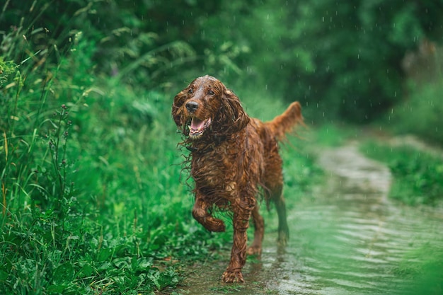 Perro setter irlandés rojo en el campo bajo la lluvia