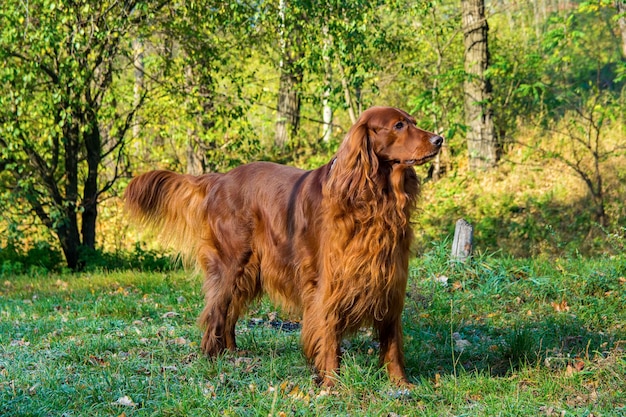 Perro setter irlandés rojo permaneciendo sobre la hierba verde en el bosque