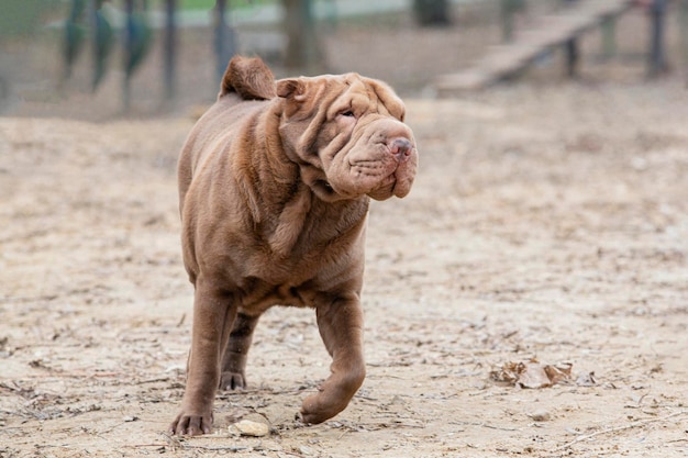 Un perro Shar pei corre por el campo en un paseo por el parque