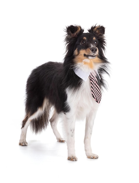 Foto perro shetland con corbata