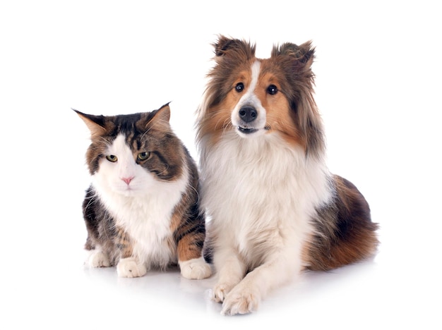 El perro de las Shetland y el gato de Maine Coon