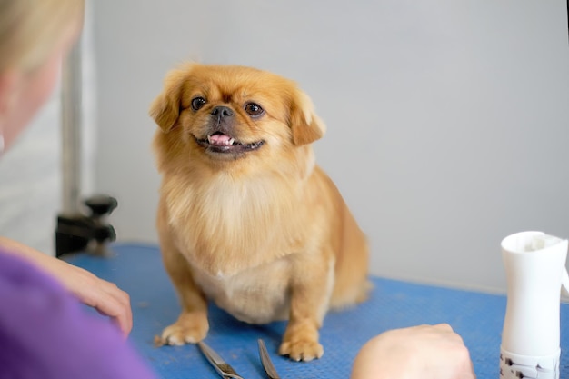 Un perro Shi tzu o Shih Tzu se ve lindo en un peluquero de animales