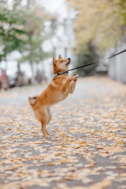 Perro Shiba Inu al aire libre. Colecciones Otoño Otoño. Perro caminando