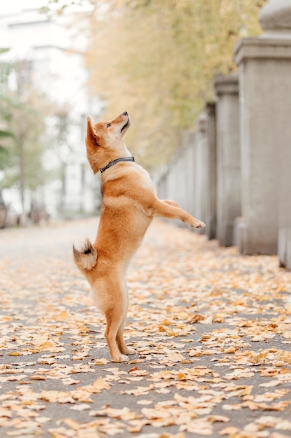 Perro Shiba Inu al aire libre. Colecciones Otoño Otoño. Perro caminando