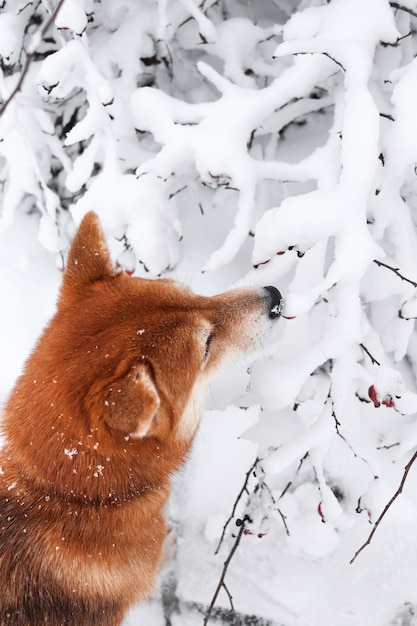 Foto el perro shiba inu en el bosque de invierno olfatea las ramas nevadas hermoso perro rojo shiba inu