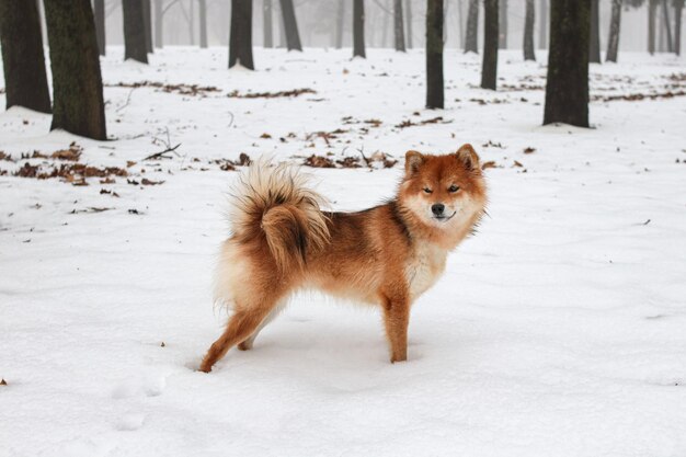 Foto perro shiba inu en un bosque nevado de invierno retrato de un hermoso perro shiba inu rojo esponjoso