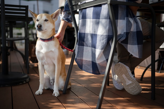 Perro shiba inu dando un paseo