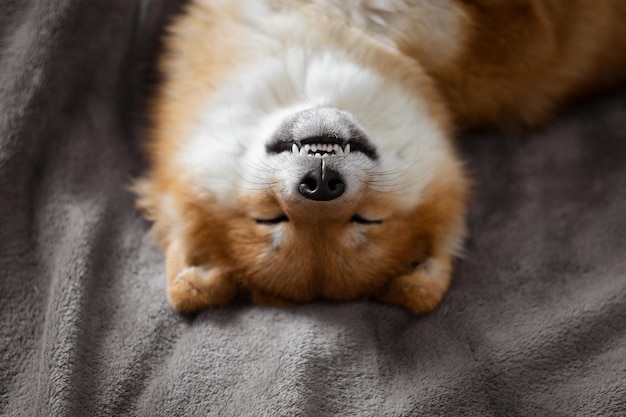 El perro shiba inu japonés se acuesta en la cama y duerme divertido