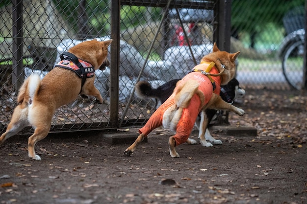 Perro shiba inu jugando con un frisbee en el parque perro shiba inu jugando al aire libre