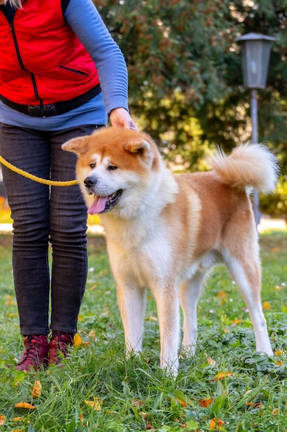 Perro Shiba Inu junto a su dueño en el parque en un día soleado