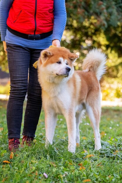 Perro Shiba Inu junto a su dueño en el parque en un día soleado