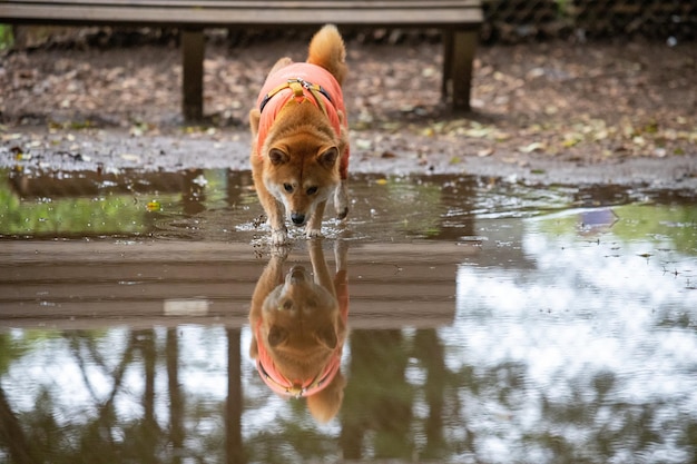 Perro Shiba Inu parado frente al lago Perro Shiba Inu bebiendo de un lago