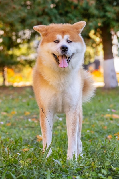 Perro Shiba Inu en el parque sobre la hierba verde