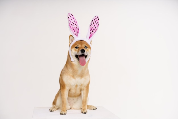 Perro shiba inu de pura raza feliz vestido con un disfraz con orejas de conejo para celebrar la pascua ...