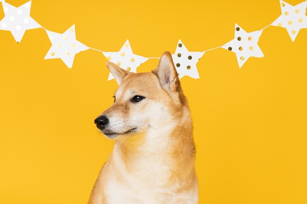 Perro Shiba Inu sobre fondo amarillo Cumpleaños de perro