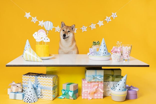 Perro Shiba Inu sobre fondo amarillo Cumpleaños de perro