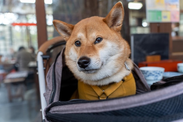 Perro shiba inu sonriente japonés Perro shiba inu interesado