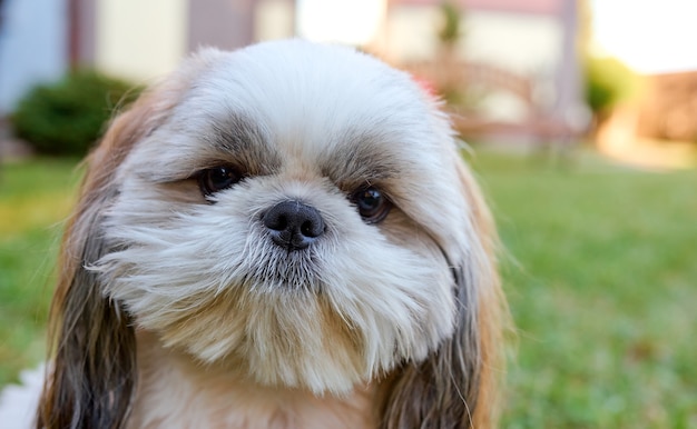 Perro Shih Tzu mira de cerca a la cámara en el jardín verde. Foto de alta calidad