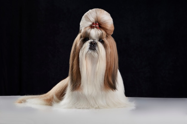 Perro Shih Tzu con moño