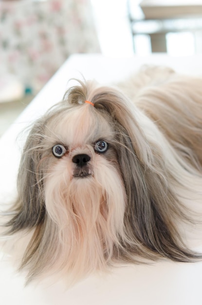 Perro Shih Tzu