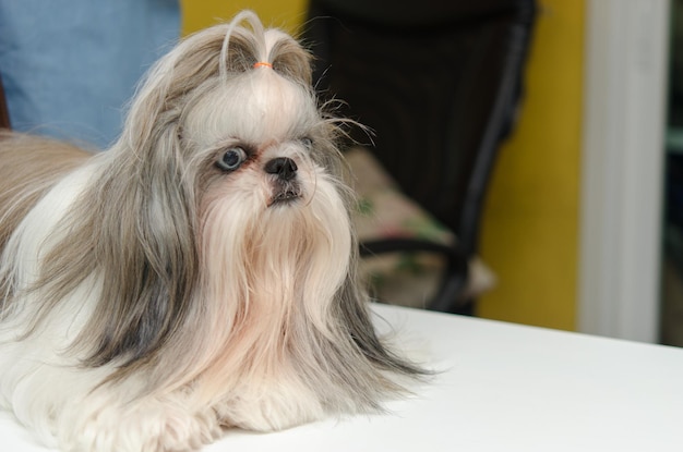 Perro Shih Tzu