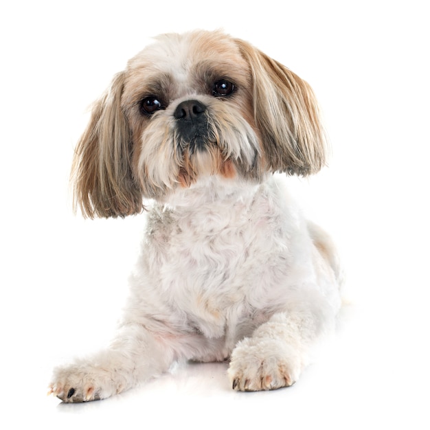 Perro shih tzu